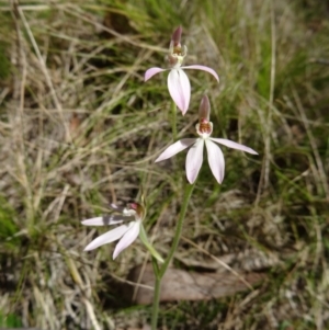 Caladenia carnea at Paddys River, ACT - suppressed