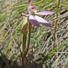 Caladenia carnea (Pink Fingers) at Paddys River, ACT - 17 Oct 2014 by galah681