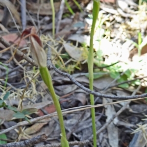 Pterostylis pedunculata at Paddys River, ACT - suppressed