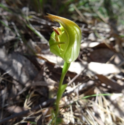 Pterostylis curta (Blunt Greenhood) - 1 Jan 1900 by galah681