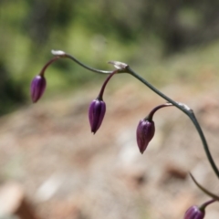 Arthropodium minus (Small Vanilla Lily) at P11 - 18 Oct 2014 by AaronClausen