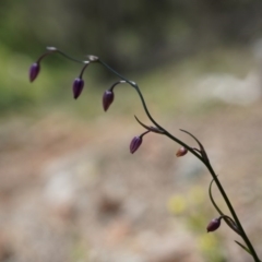 Arthropodium minus at Hackett, ACT - 18 Oct 2014