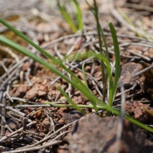 Arthropodium minus at Hackett, ACT - 18 Oct 2014