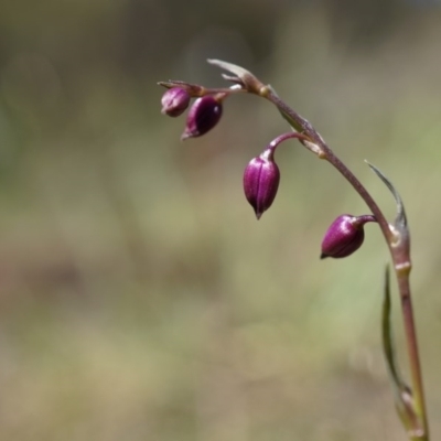 Arthropodium minus (Small Vanilla Lily) at P11 - 18 Oct 2014 by AaronClausen