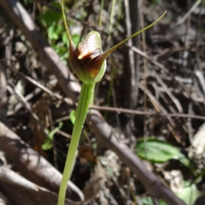 Pterostylis pedunculata (Maroonhood) at Tidbinbilla Nature Reserve - 18 Oct 2014 by galah681