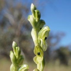 Hymenochilus bicolor (Black-tip Greenhood) at Watson, ACT - 18 Oct 2014 by AaronClausen