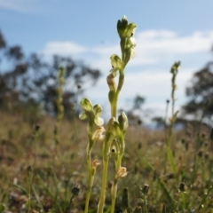 Hymenochilus bicolor (Black-tip Greenhood) at Majura, ACT - 18 Oct 2014 by AaronClausen