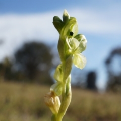 Hymenochilus bicolor (ACT) = Pterostylis bicolor (NSW) at Majura, ACT - suppressed