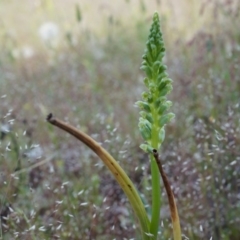 Microtis unifolia (Common Onion Orchid) at Majura, ACT - 18 Oct 2014 by AaronClausen