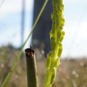 Microtis sp. at Majura, ACT - suppressed