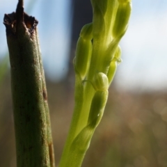 Microtis sp. at Majura, ACT - suppressed