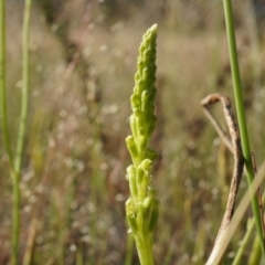 Microtis sp. (Onion Orchid) at Majura, ACT - 18 Oct 2014 by AaronClausen