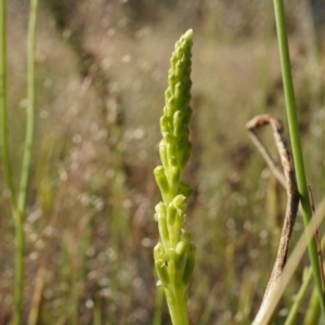 Microtis sp. at Majura, ACT - suppressed