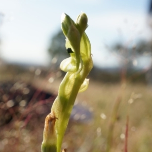 Hymenochilus bicolor (ACT) = Pterostylis bicolor (NSW) at Majura, ACT - suppressed