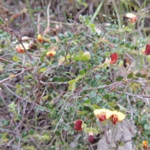 Bossiaea buxifolia at Conder, ACT - 12 Oct 2014