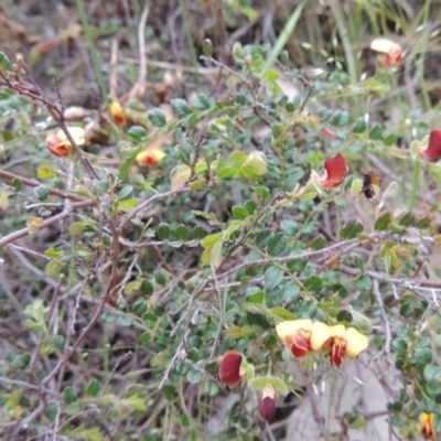 Bossiaea buxifolia (Matted Bossiaea) at Rob Roy Range - 12 Oct 2014 by MichaelBedingfield