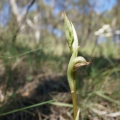 Oligochaetochilus hamatus (Southern Hooked Rustyhood) at P11 - 18 Oct 2014 by AaronClausen