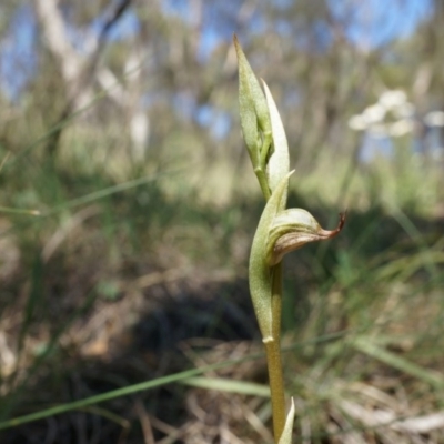 Oligochaetochilus hamatus (Southern Hooked Rustyhood) at Canberra Central, ACT - 18 Oct 2014 by AaronClausen