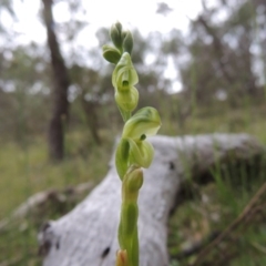 Hymenochilus muticus (Midget Greenhood) - 1 Jan 1900 by MichaelBedingfield