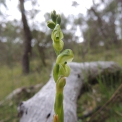 Hymenochilus muticus (Midget Greenhood) at Conder, ACT - 12 Oct 2014 by michaelb