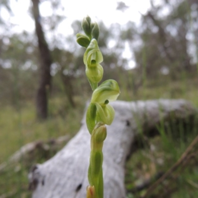 Hymenochilus muticus (Midget Greenhood) - 1 Jan 1900 by MichaelBedingfield