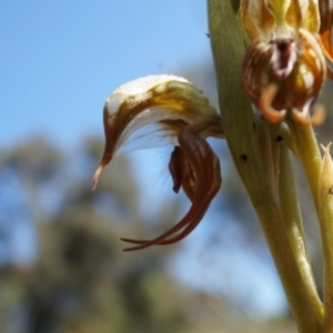 Oligochaetochilus hamatus at Mt Majura Mini Summit - 18 Oct 2014