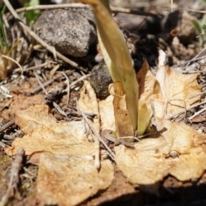 Oligochaetochilus hamatus at Mt Majura Mini Summit - 18 Oct 2014