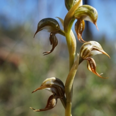 Oligochaetochilus hamatus (Southern Hooked Rustyhood) at P11 - 18 Oct 2014 by AaronClausen