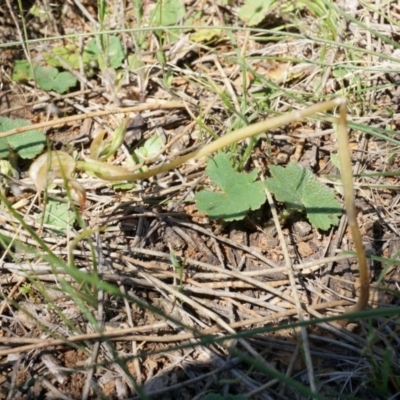 Oligochaetochilus hamatus (Southern Hooked Rustyhood) at Canberra Central, ACT - 18 Oct 2014 by AaronClausen