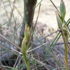 Oligochaetochilus hamatus (Southern Hooked Rustyhood) at Mt Majura Mini Summit - 18 Oct 2014 by AaronClausen