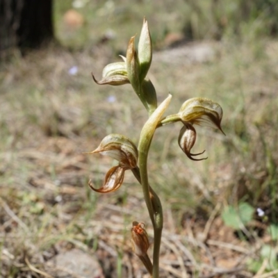 Oligochaetochilus hamatus (Southern Hooked Rustyhood) at P11 - 18 Oct 2014 by AaronClausen