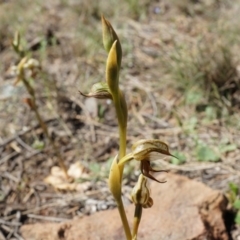 Oligochaetochilus hamatus at Canberra Central, ACT - suppressed