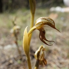 Oligochaetochilus hamatus at Canberra Central, ACT - suppressed