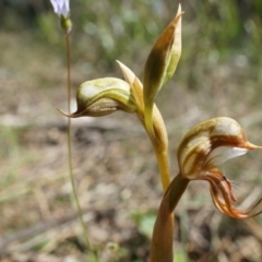 Oligochaetochilus hamatus (Southern Hooked Rustyhood) at Mt Majura Mini Summit - 18 Oct 2014 by AaronClausen