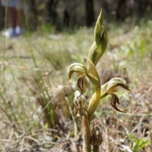 Oligochaetochilus hamatus at Mt Majura Mini Summit - suppressed