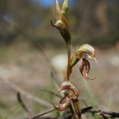 Oligochaetochilus hamatus (Southern Hooked Rustyhood) at Canberra Central, ACT - 18 Oct 2014 by AaronClausen