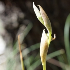 Oligochaetochilus hamatus (Southern Hooked Rustyhood) at P11 - 18 Oct 2014 by AaronClausen