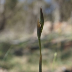 Oligochaetochilus hamatus (Southern Hooked Rustyhood) at Mt Majura Mini Summit - 18 Oct 2014 by AaronClausen