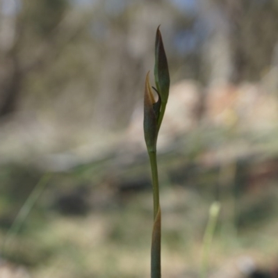 Oligochaetochilus hamatus (Southern Hooked Rustyhood) at Canberra Central, ACT - 18 Oct 2014 by AaronClausen