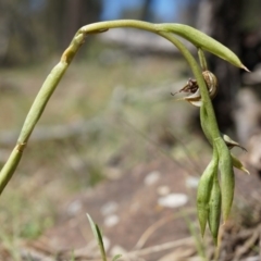 Oligochaetochilus hamatus (Southern Hooked Rustyhood) at Mt Majura Mini Summit - 18 Oct 2014 by AaronClausen