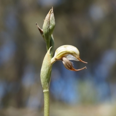 Oligochaetochilus hamatus (Southern Hooked Rustyhood) at P11 - 18 Oct 2014 by AaronClausen