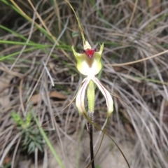 Caladenia atrovespa (Green-comb Spider Orchid) at Rob Roy Range - 12 Oct 2014 by michaelb