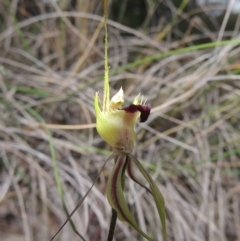 Caladenia atrovespa at Conder, ACT - suppressed