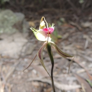 Caladenia atrovespa at Conder, ACT - suppressed