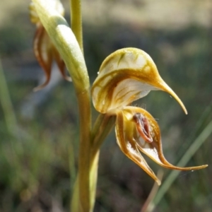 Oligochaetochilus hamatus at Canberra Central, ACT - suppressed