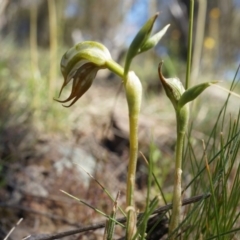 Oligochaetochilus hamatus (Southern Hooked Rustyhood) at P11 - 18 Oct 2014 by AaronClausen