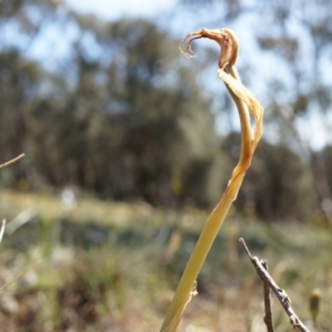 Oligochaetochilus hamatus at Mt Majura Mini Summit - 18 Oct 2014