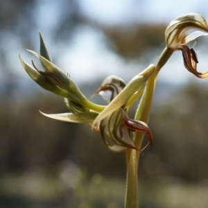 Oligochaetochilus hamatus at Canberra Central, ACT - suppressed