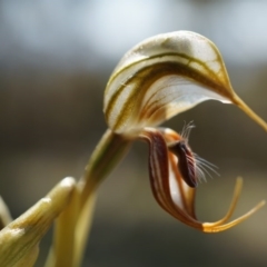 Oligochaetochilus hamatus at Canberra Central, ACT - suppressed