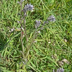 Myosotis discolor at Paddys River, ACT - 18 Oct 2014 09:49 AM